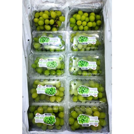 

Anggur Hijau Seedless Shine Muscatt