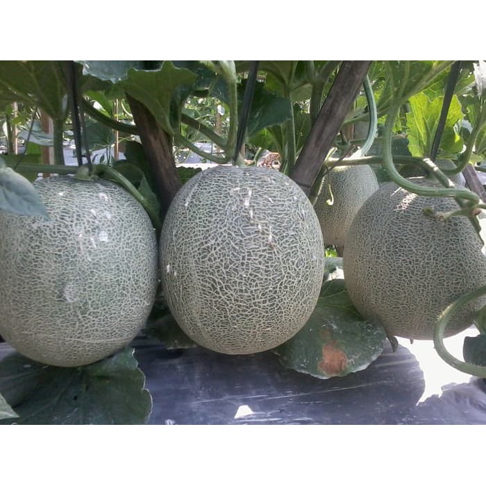 Pupuk Organik Tanaman Melon Berbuah Empat Satu Pohon Ppk 977 Shopee Indonesia