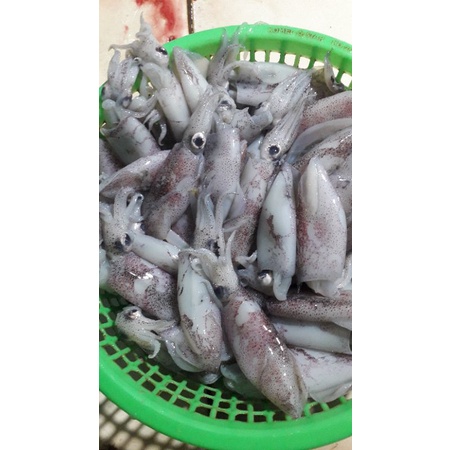 

cumi seger fres &mantap