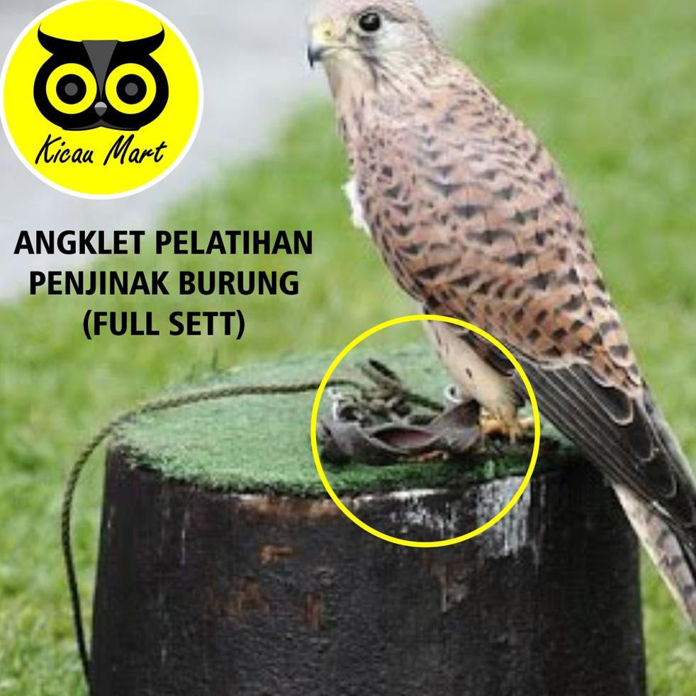 Anklet Celepuk Tali Kaki Burung Hantu Angklet Celepuk Alap Alap Kabit Kastrel Owl Bido Alba Angbhs Shopee Indonesia