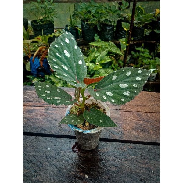 begonia polkadot sp