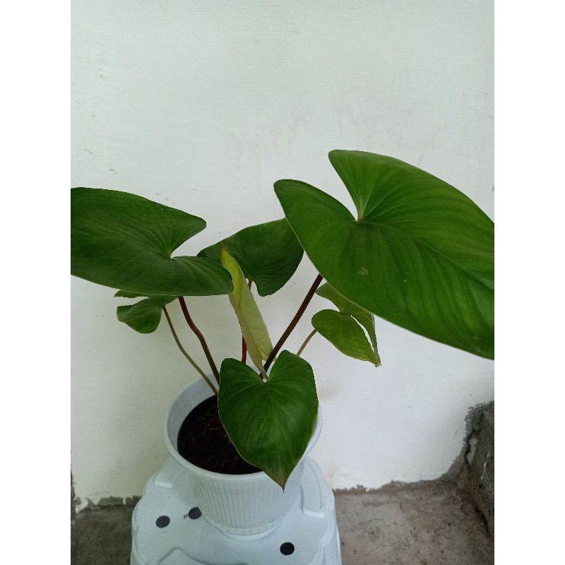 TANAMAN HIAS HAMALOMENA