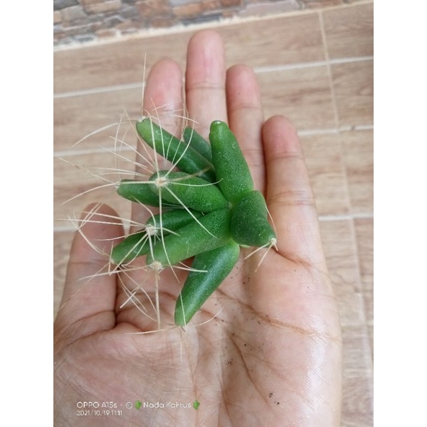 Potelan kaktus bintang/kaktus mini/kaktus murah/tanaman hias/kaktus pasaman