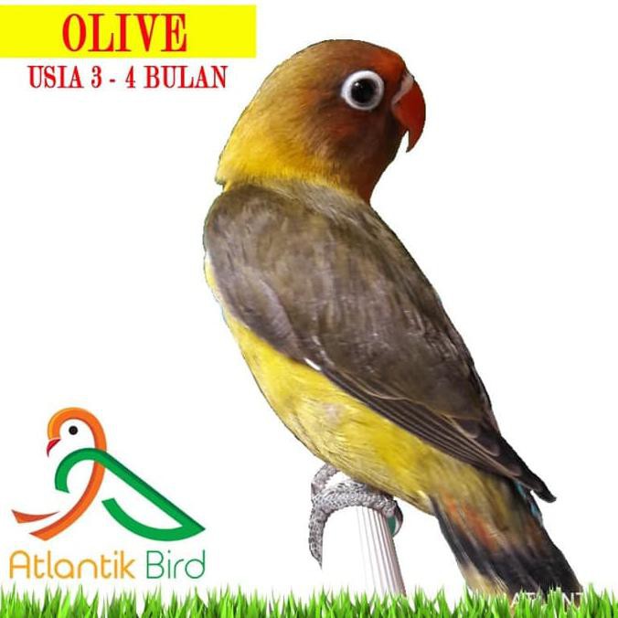 New Burung Lovebird Olive 2 5 3bln Update Stock By Wa Only Grab