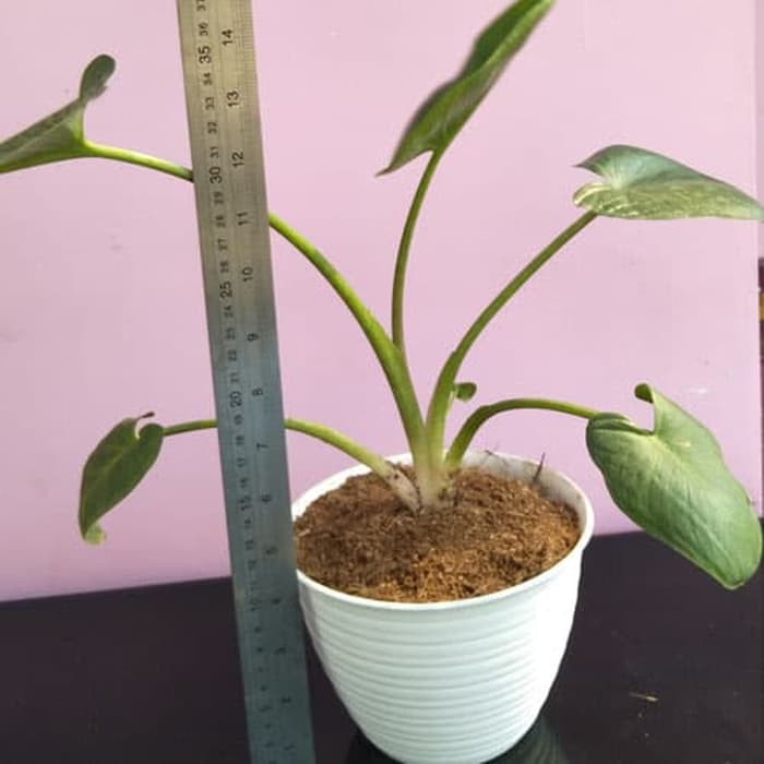 Tanaman hias cala lily air bunga putih calla lily-zantedeschia aethopica - BAKUL KEMBANG