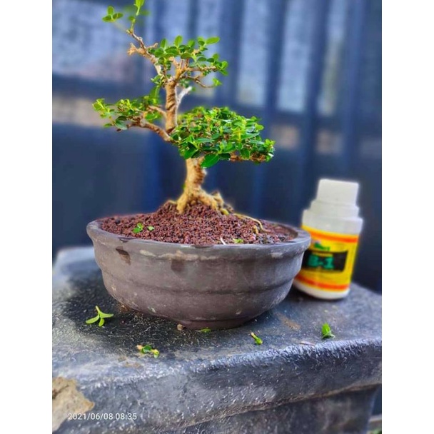 

bibitsancang(premna microphylla) sancanghidup