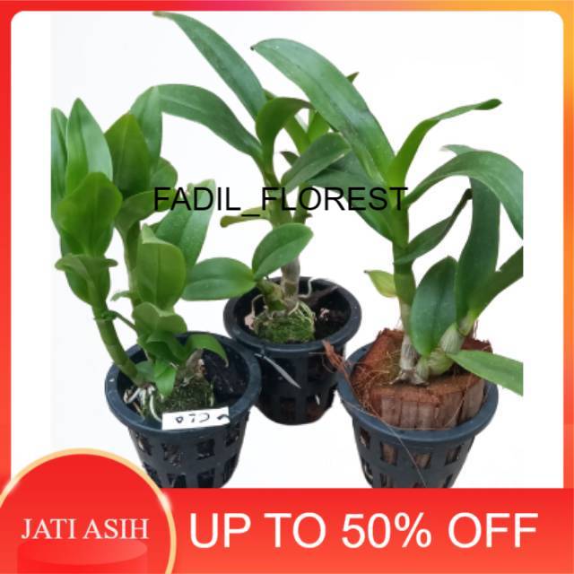 Paket Anggrek Dendrobium bulat/ Dendrobium remaja
