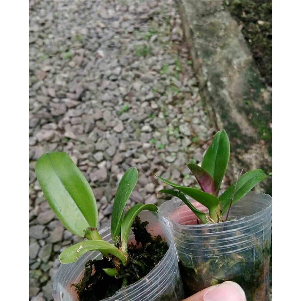 Anggrek Cattleya Seedling Hybrid Cattelya BERGARANSI