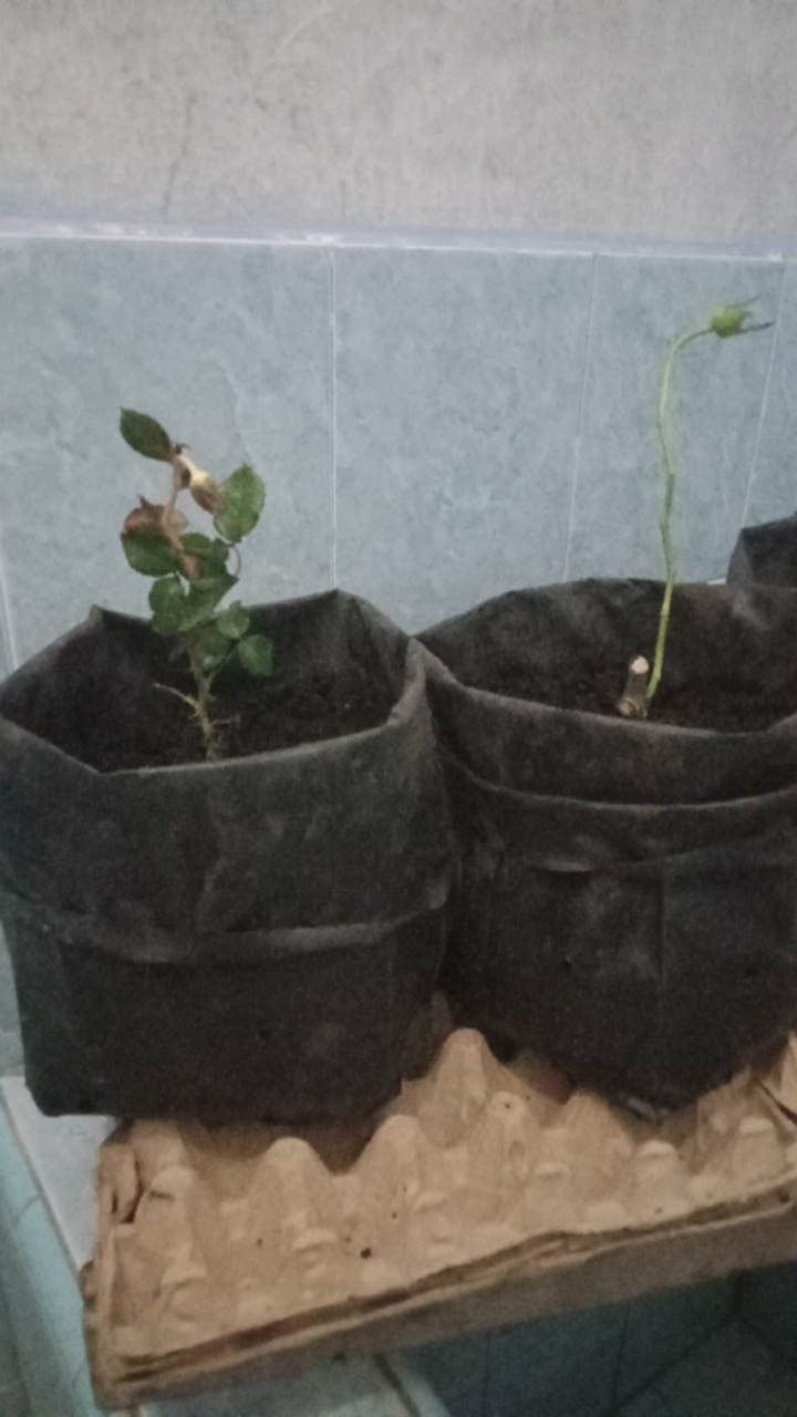 Paket Tanaman Bunga Mawar Mix 12 Pohon (1kg)