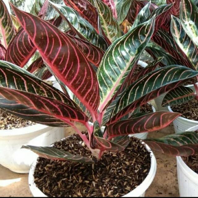 Tanaman hias aglonema red sumatra/red sumatra