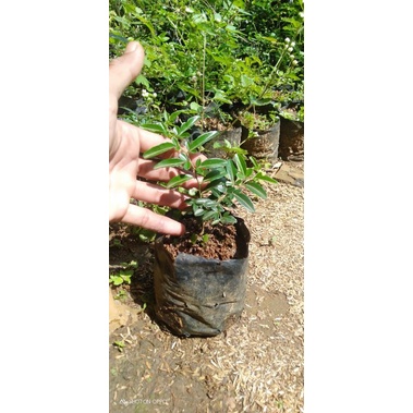 Bibit tanaman jeruk kinkit-semai biji