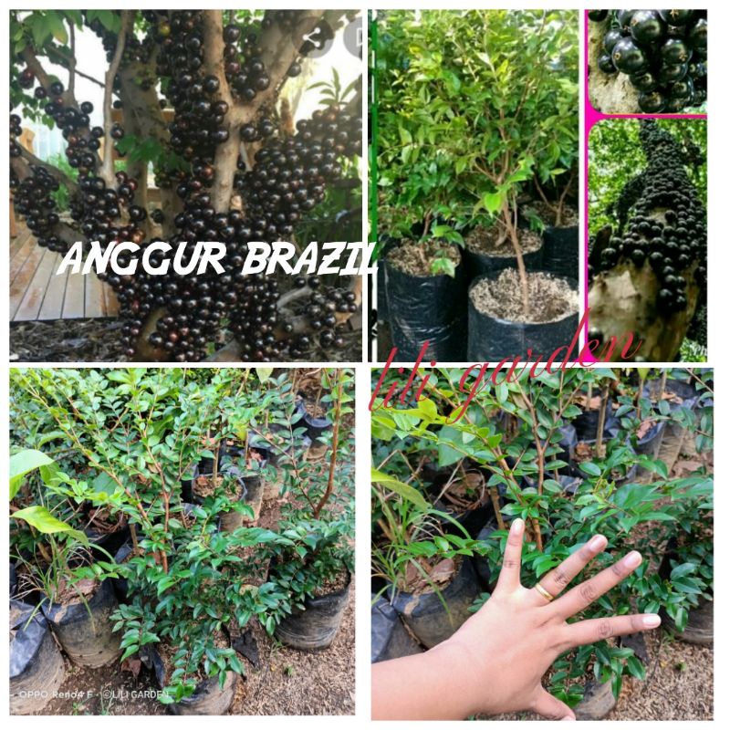 Anggur Brazil cangkok bibit buah anggur hitam anggur pohon anggur brazil ukuran 70-90cm