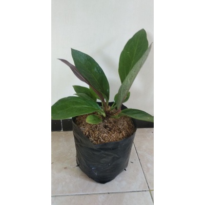 Tanaman Hias Jemani Cobra ( daun tebal )