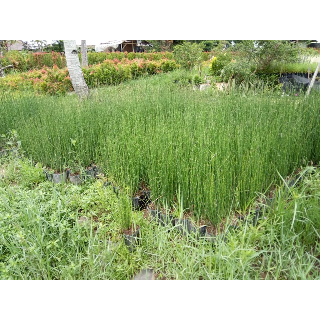 Tanaman/Kembang/Bunga Bambu air