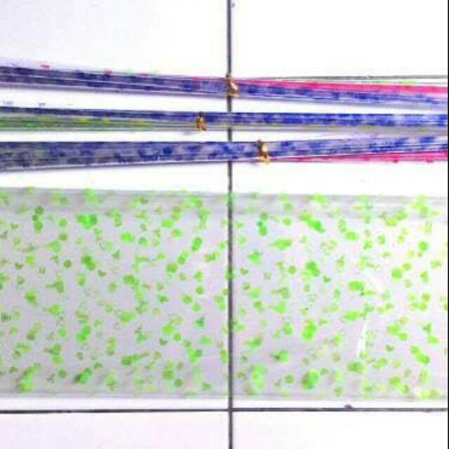Plastik hantaran transparan plastik madumongso lembaran