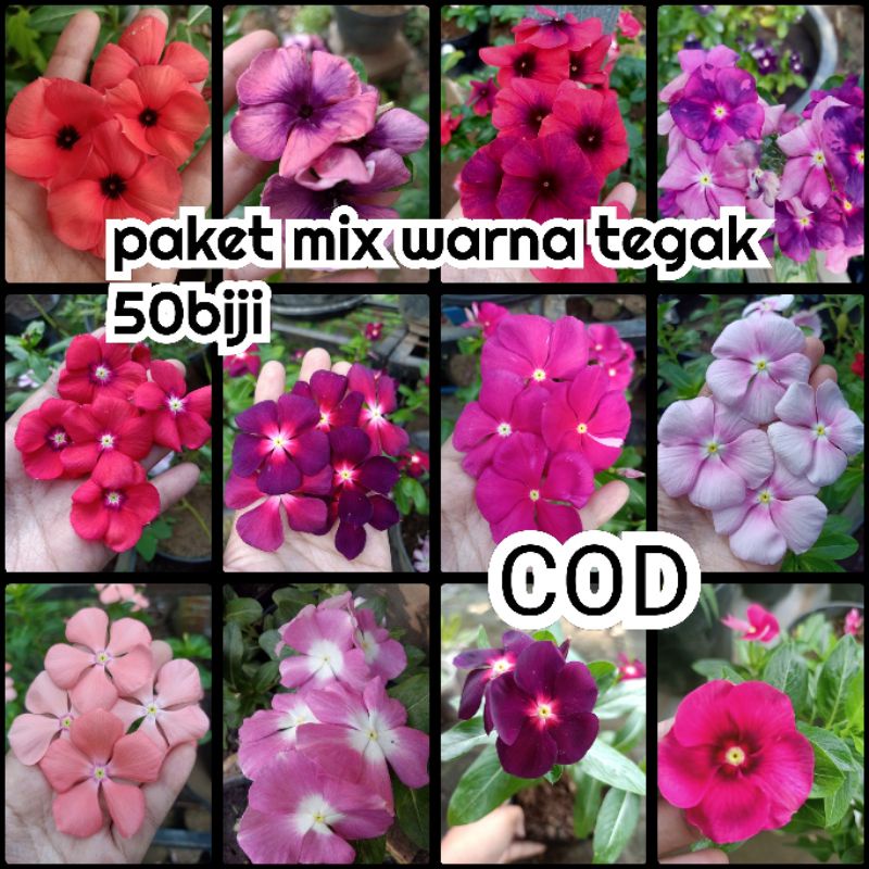Biji/BENIH BUNGA VINCA MIX WARNA TEGAK.vinca.bunga vinca tegak.benih vinca.vinca tegak.bunga vinca.b