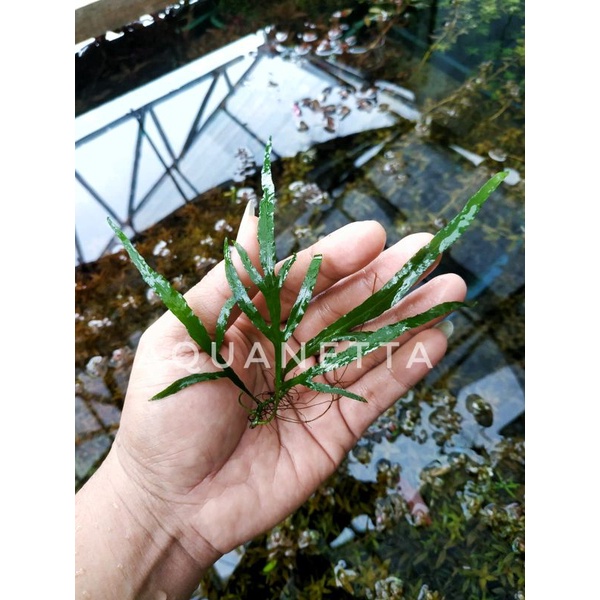 microsorum pteropus trident mini | kadaka trident mini