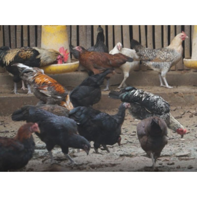 Ayam Kampung Jantan Hidup Grosir  paket 50 Ekor