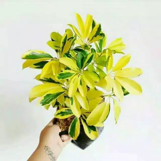 Tanaman Hias Walisongo variegata wali songo