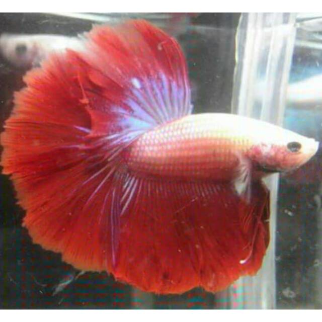  Cupang slayer  halfmoon bester merah putih bahan Shopee 