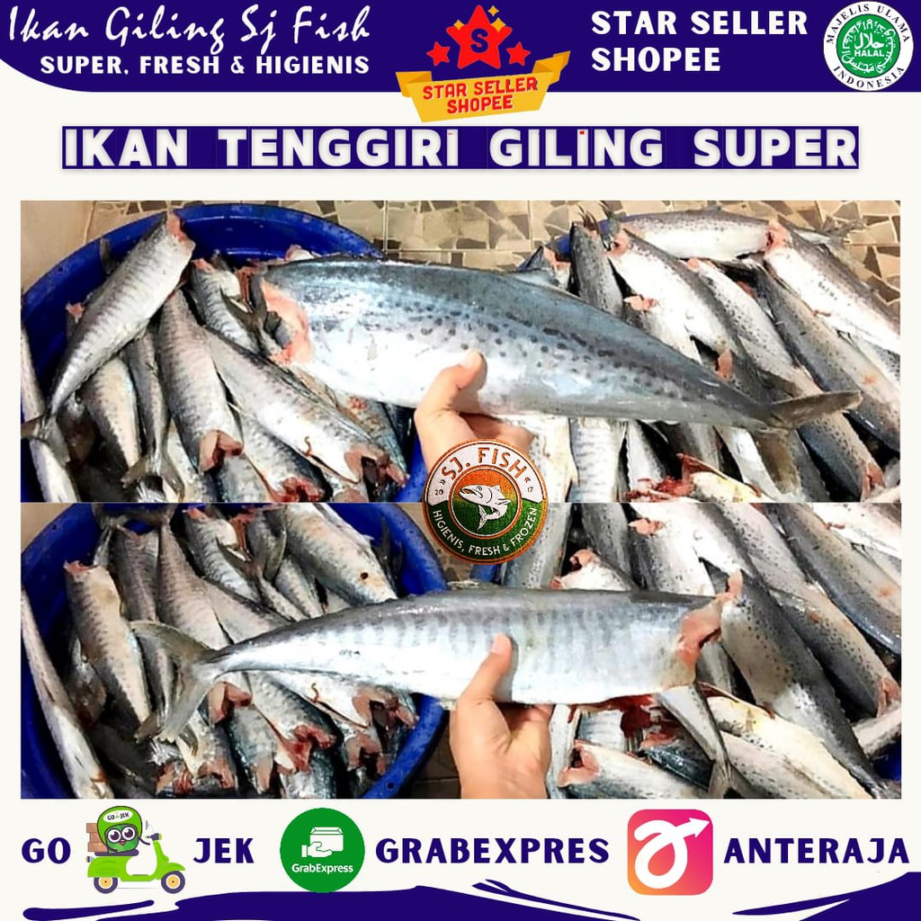 

DAGING IKAN TENGGIRI GILING