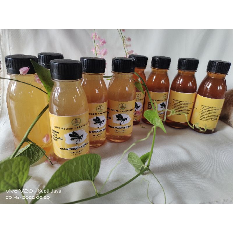 

Madu Kelulut (Trigona Itama)