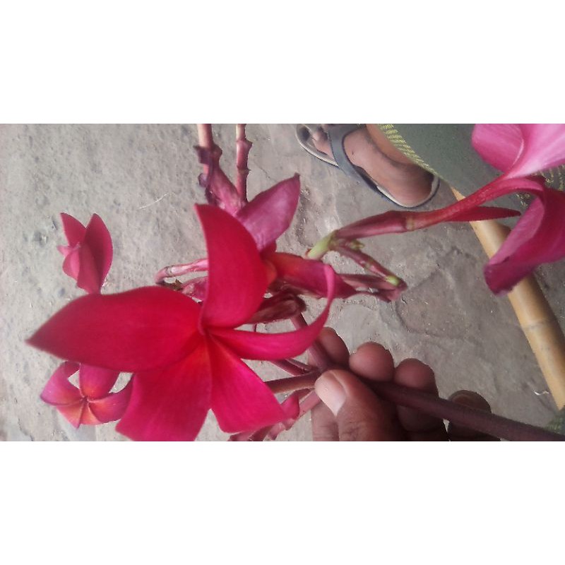 bibit kamboja tangkai merah