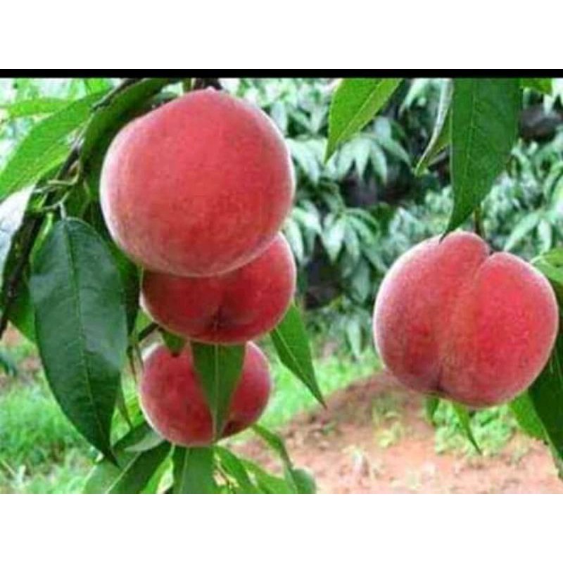 bibit buah persik