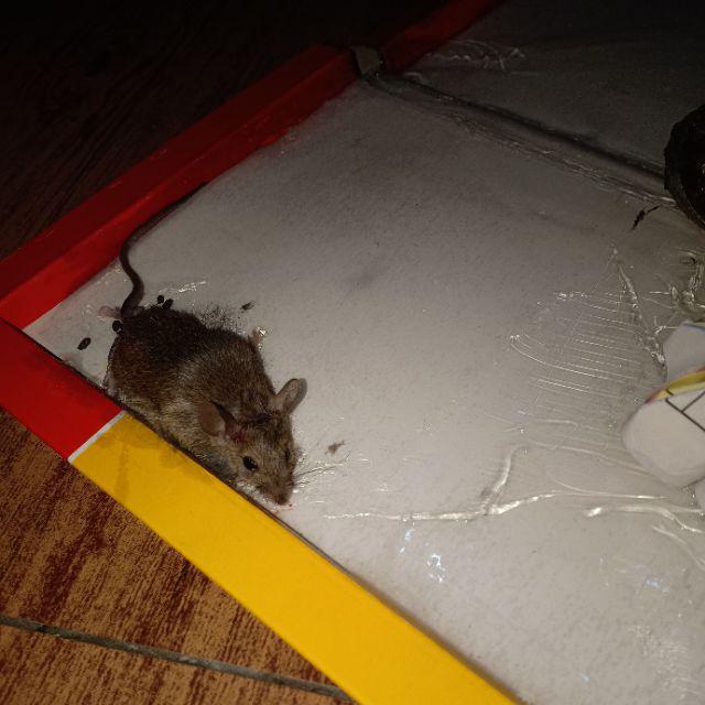 Lem Perangkap Tikus Cap Gajah Buku