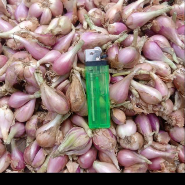 

Bawang Sumenep 1 KG - Bahan bawang goreng