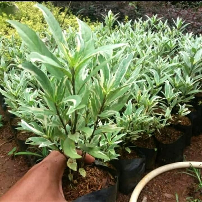 Tanaman hias gandarusa putih / bayam erfah putih