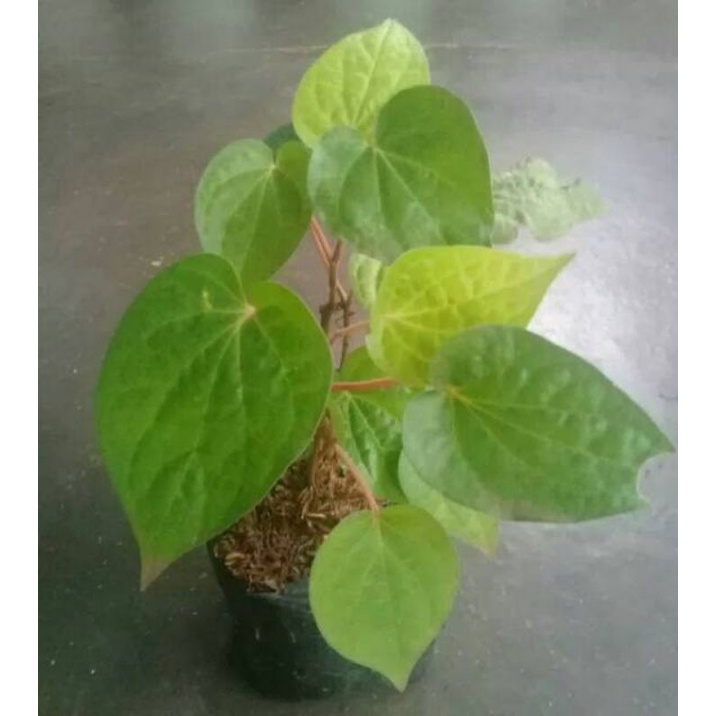 tanaman sirih sirih daun hijau tanaman herbal