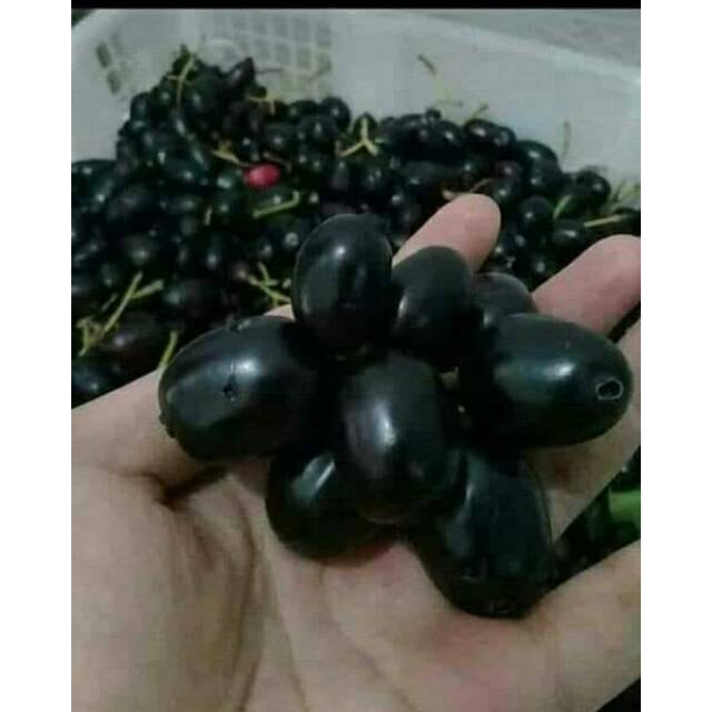 Buah jamblang juwet Duwet 1kg