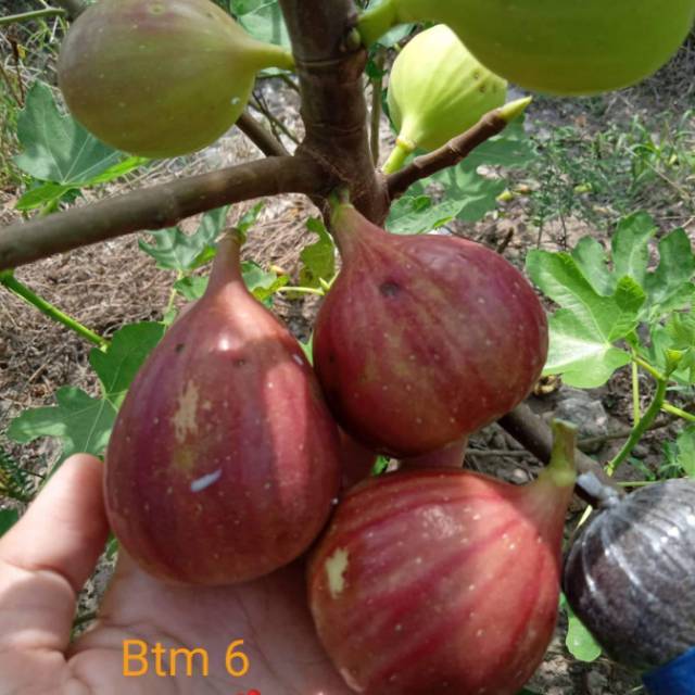 

Bibit buah tin jenis btm6