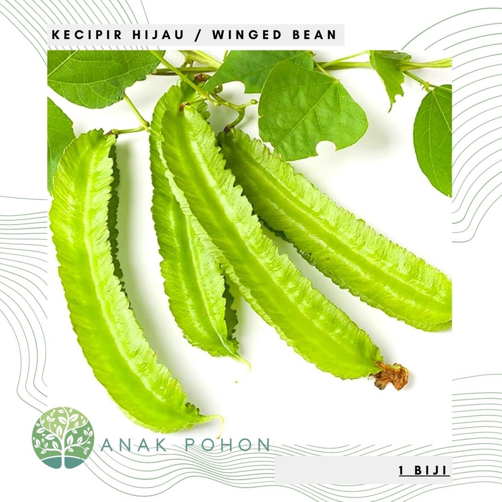 Benih Bibit Biji - Sayur Kecipir Hijau Green Winged Bean (Psophocarpus tetragonolobus) Seeds - Kualitas SUPER