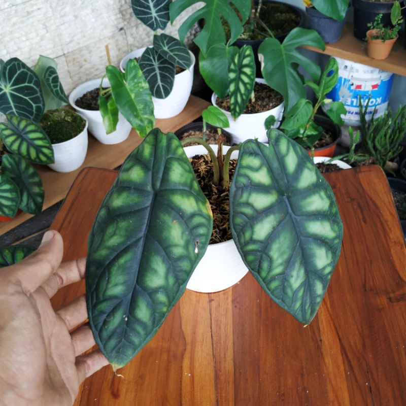 Alocasia Dragon Scale