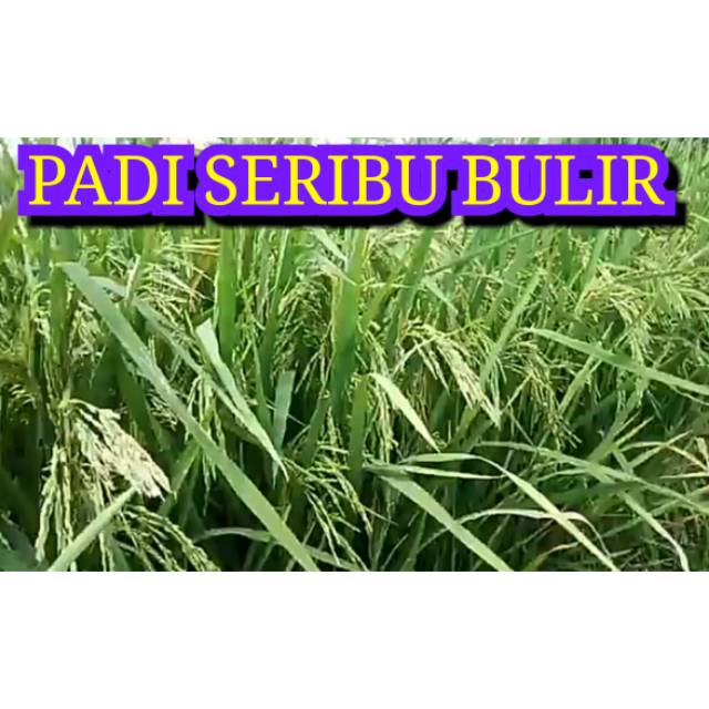 BENIH PADI RAJASA 01 Padi Seribu butir