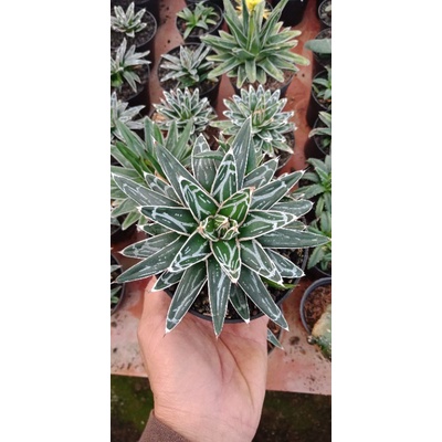 agave victoriae reginae