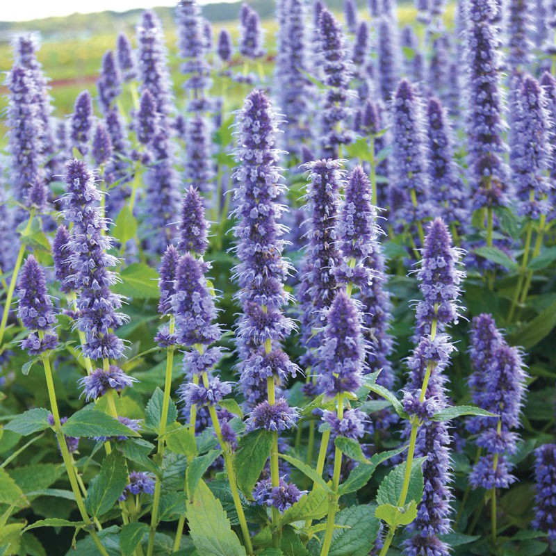 Benih Bibit Biji - Bunga Lavender Hyssop Flower Seeds - IMPORT