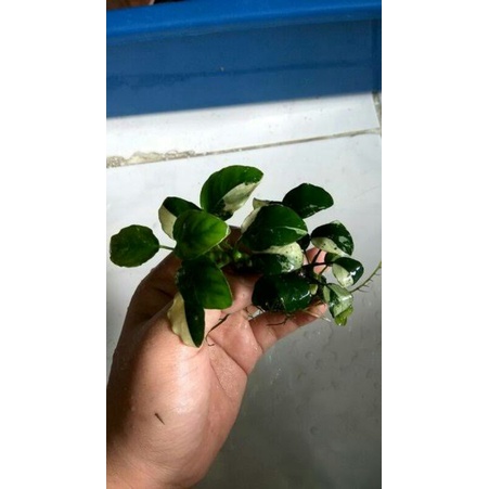 Anubias Panda Oon