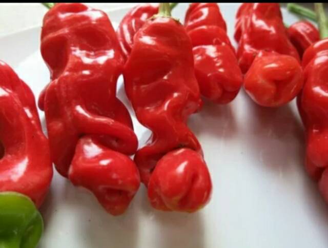 [ Paket Isi 10 Seed ] Benih - Biji - Bibit Cabe Hias Nyentrik Cabe Unik Bentuk Eksotis Red Peter Pep