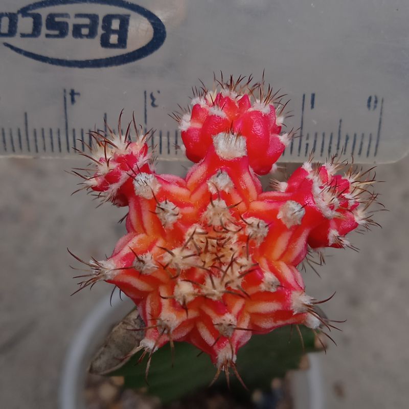 kaktus mihanovichi starfire grafting