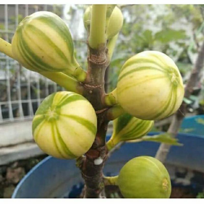 bibit buah tin belang jenis langka BBR