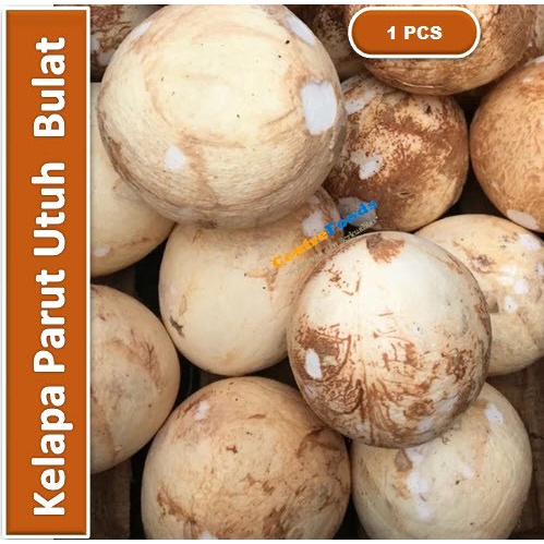 

Kelapa Utuh Bulat Segar - Kelapa Tua Parut Fresh | 1 Buah [ Harga Per PCS ]