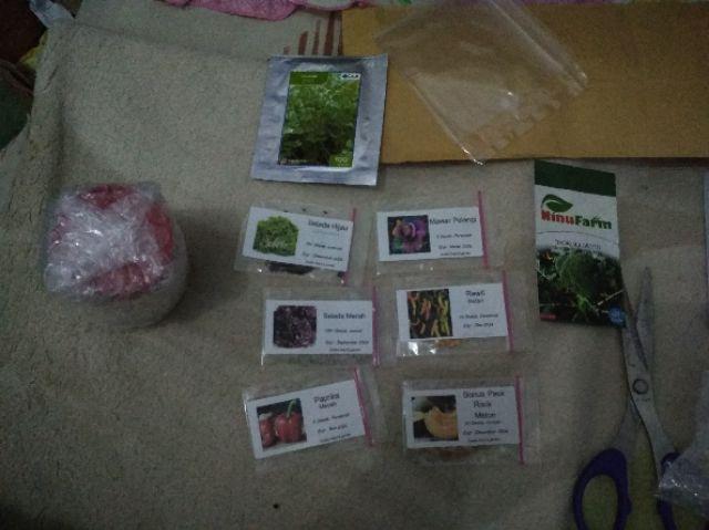 Benih Biji Selada Merah Red Lettuce