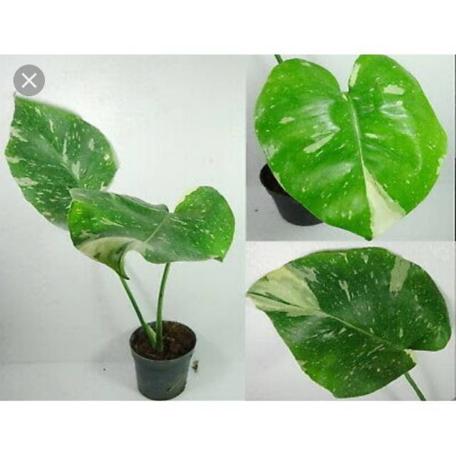 monstera varigata thailand - bibit tanaman hias monstera varigata thailand