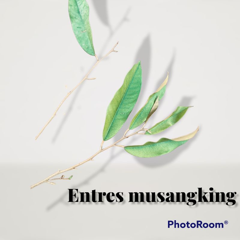 entres bibit durian musangking