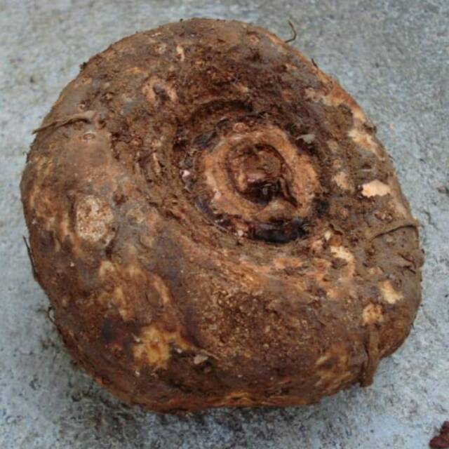 Suweg 1kg