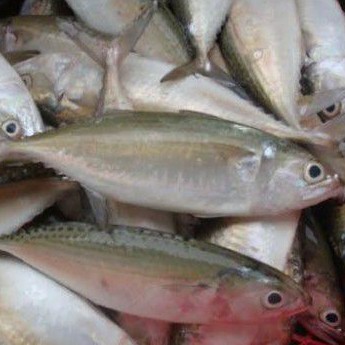 

Ikan Kembung Banjar Fresh 1 Kg
