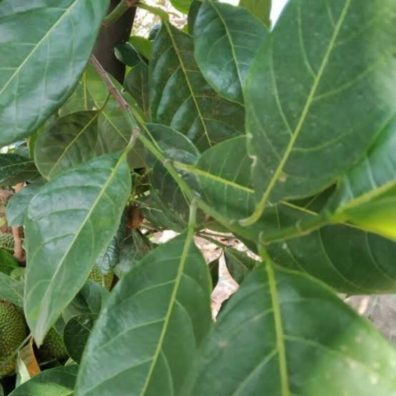 

Daun nangka